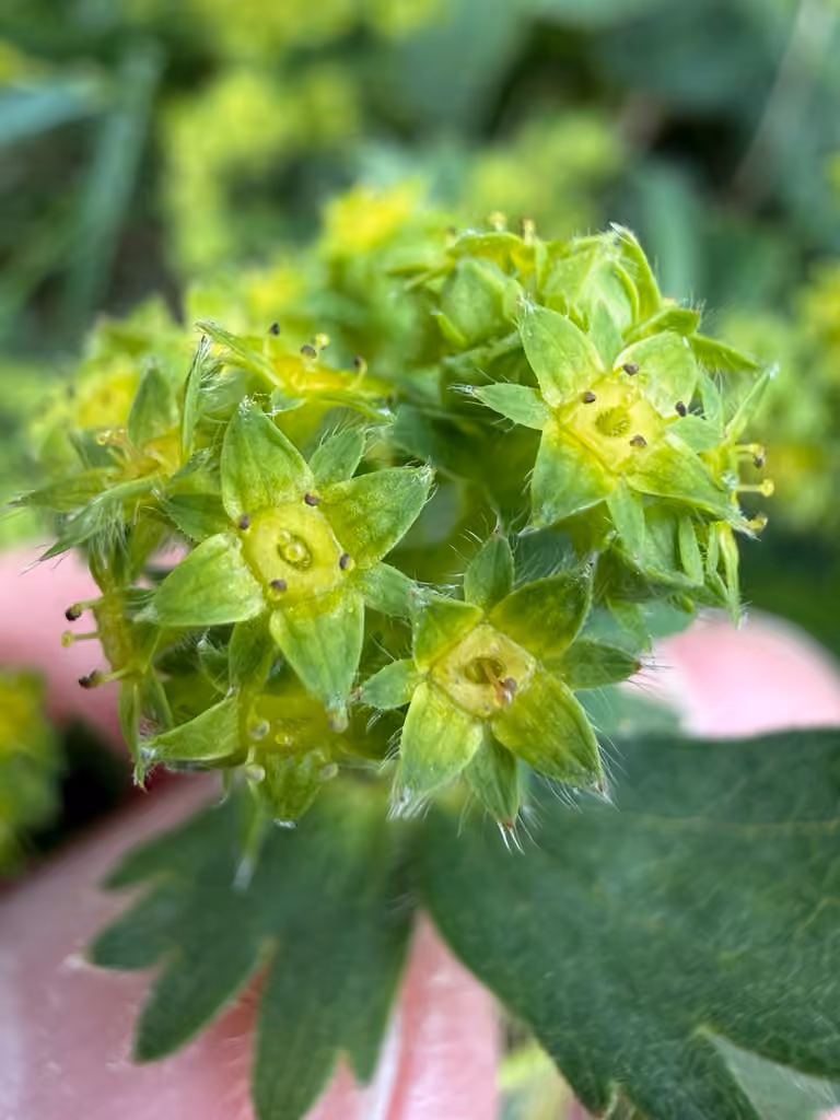 Alchémille filicaule, En fleurs