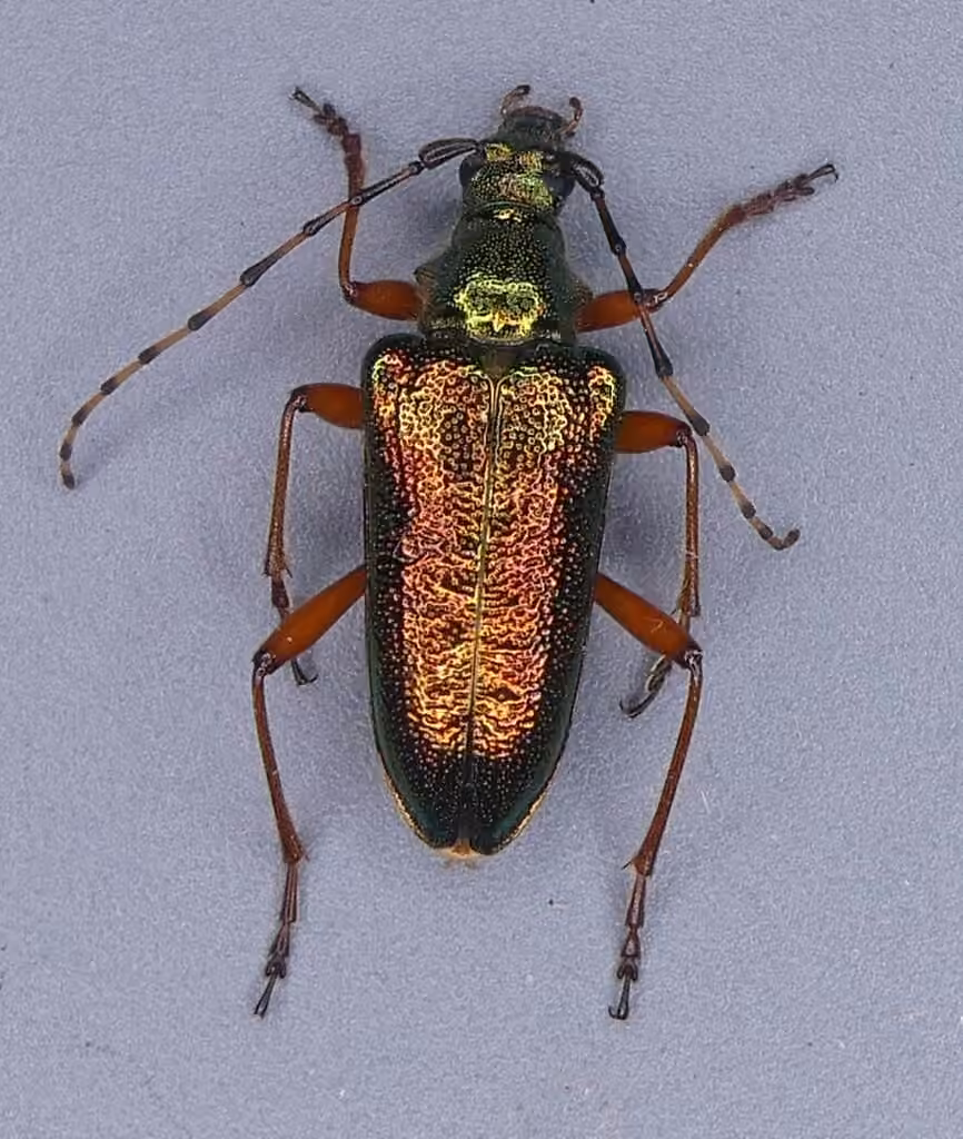 Longicorne à pattes rouges, Mâle