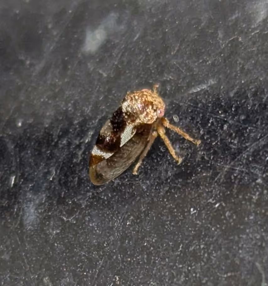 Cyrtolobus vau, Nymph
