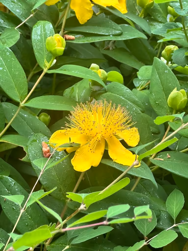 Millepertuis à calice persistant, En fleurs