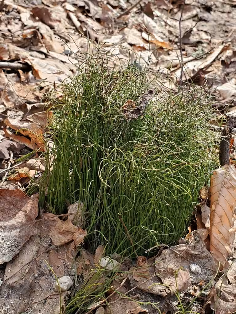 Dwarf scouringrush, photo 3 of 5
