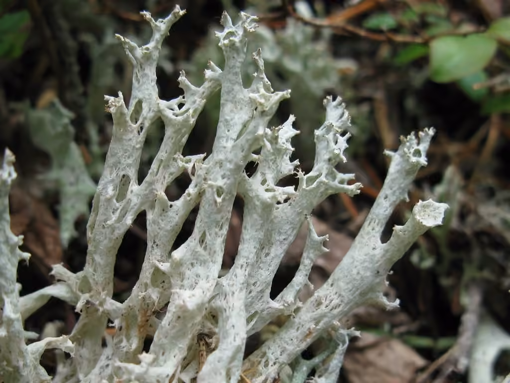 Fishnet Cladonia, photo 1 of 5