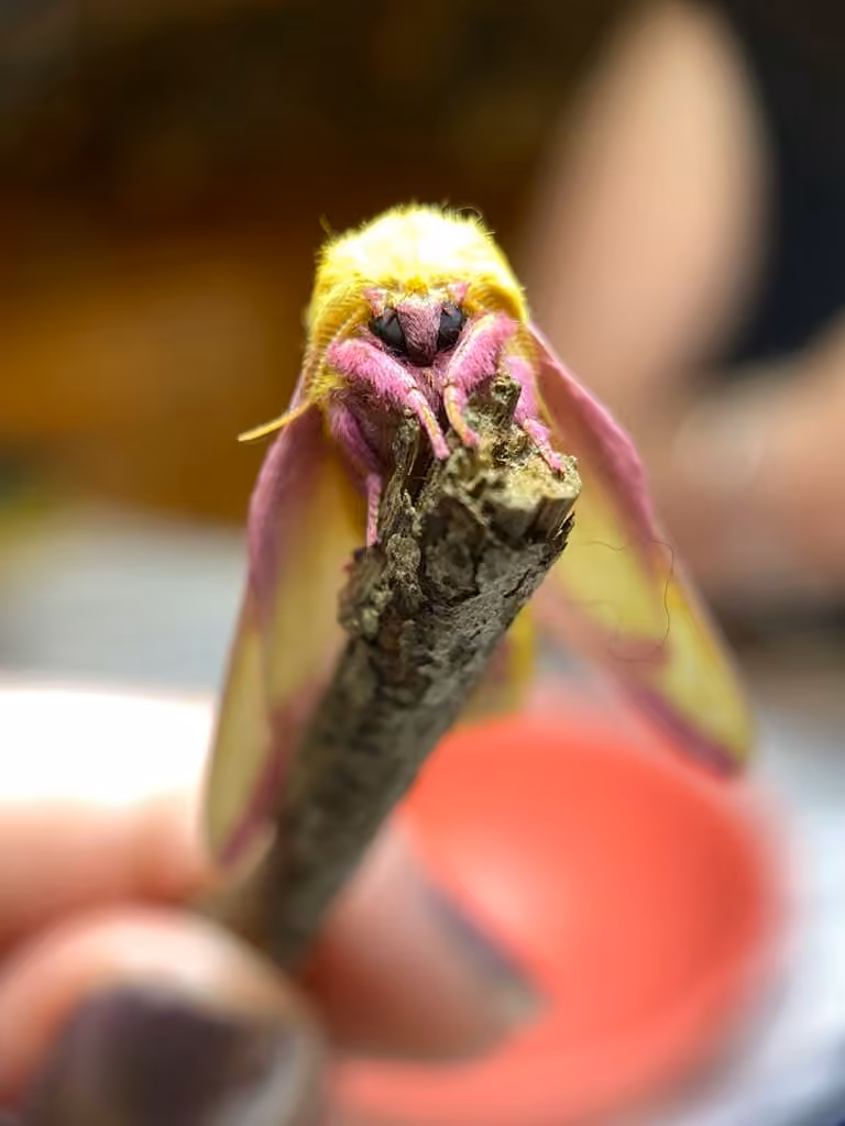 Rosy Maple Moth, Male