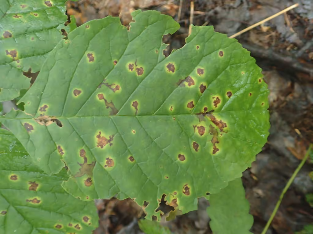 Mycosphaerella fraxinicola, photo 3 sur 5
