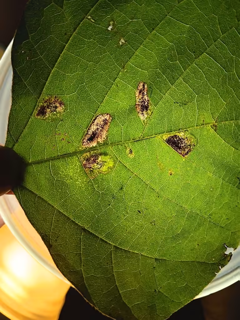 Hog Peanut Moth, Pupe
