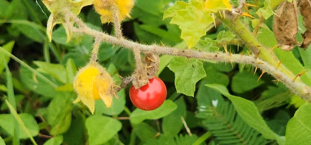 Sticky nightshade, In fruit