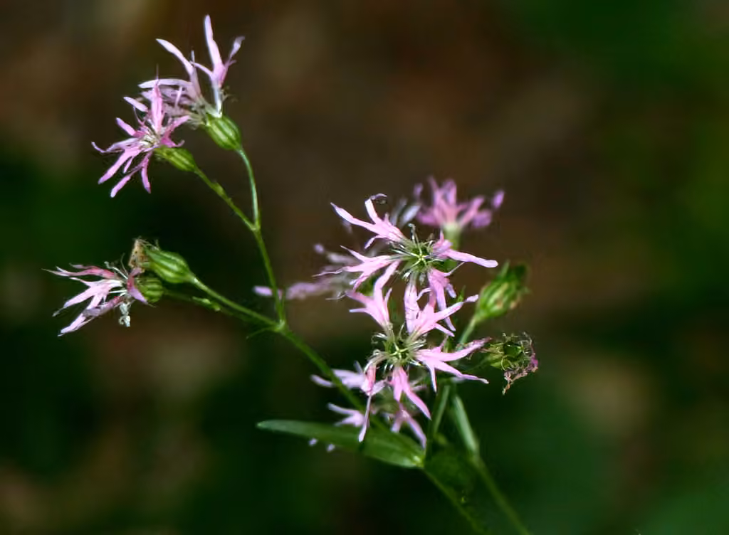 Ragged robin, In fruit
