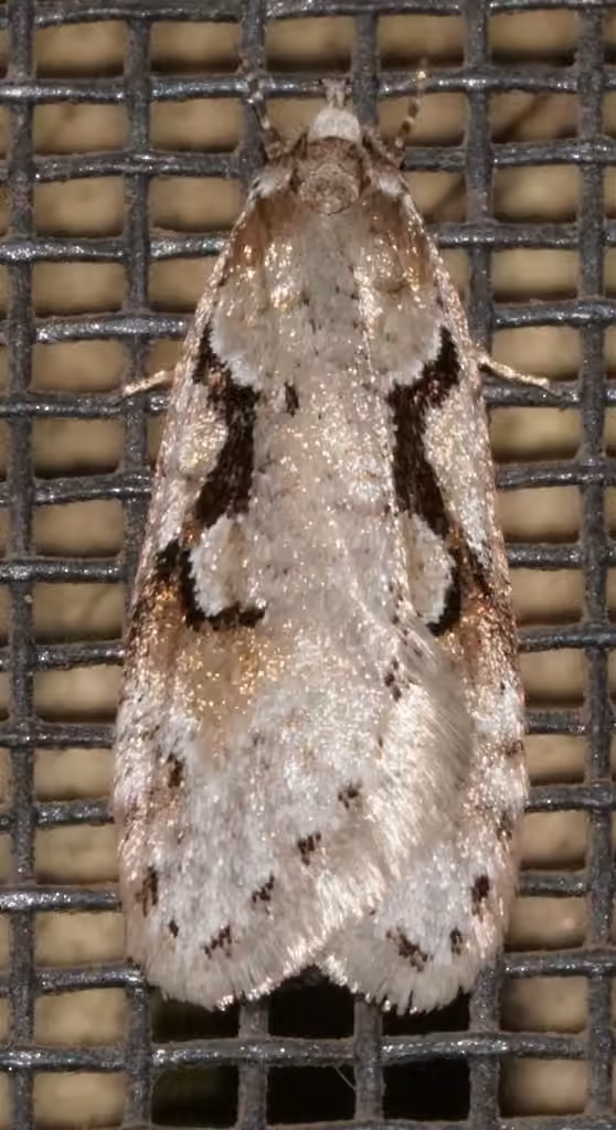 Merrick's Semioscopis