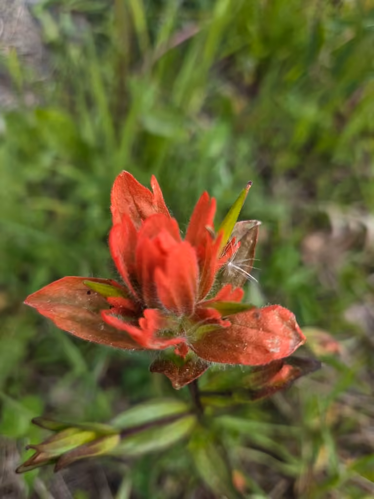 Castilléjie rougeâtre, En fleurs