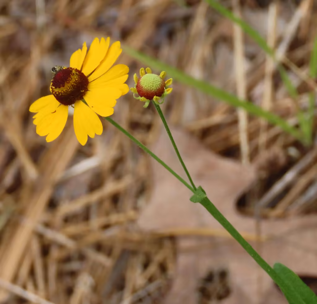 Purplehead sneezeweed, In flower