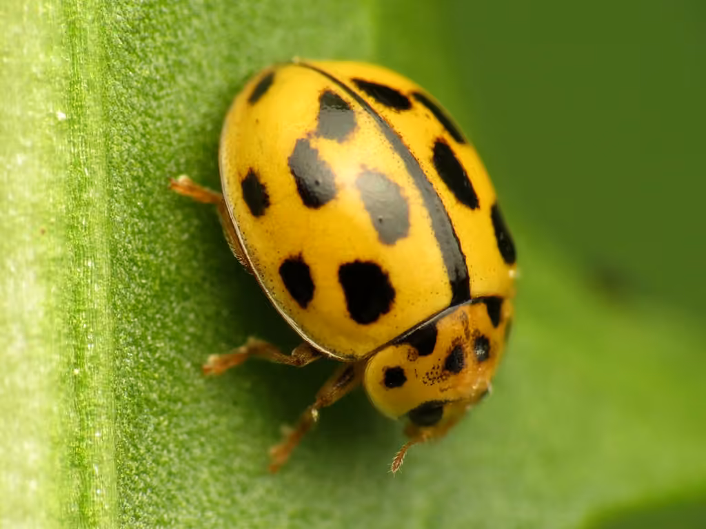 Coccinelle à quatorze points