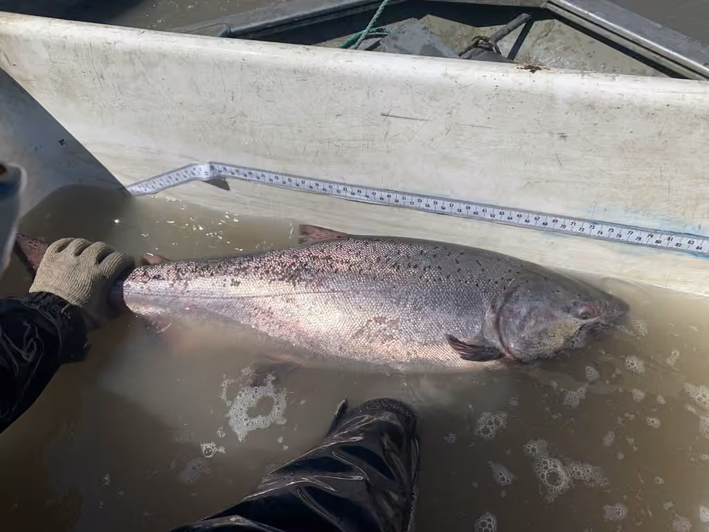 Saumon chinook, Mâle