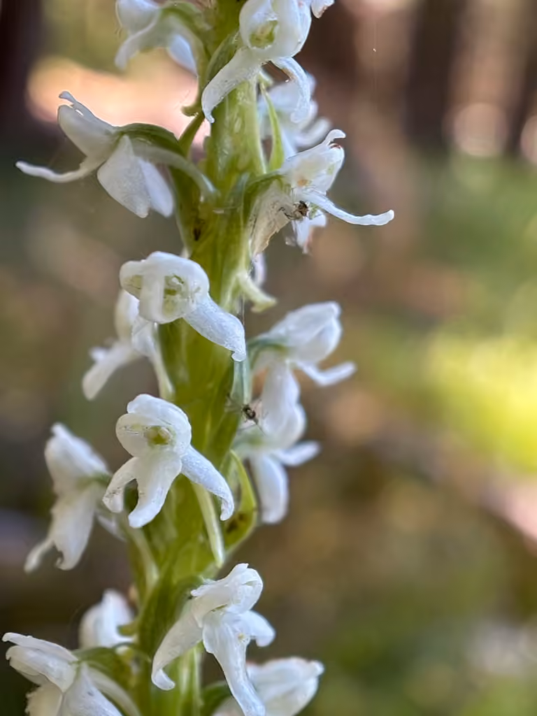 Boreal bog orchid, In flower