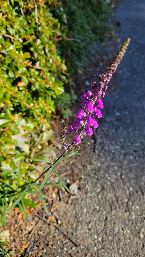 Linaire pourprée, En fleurs