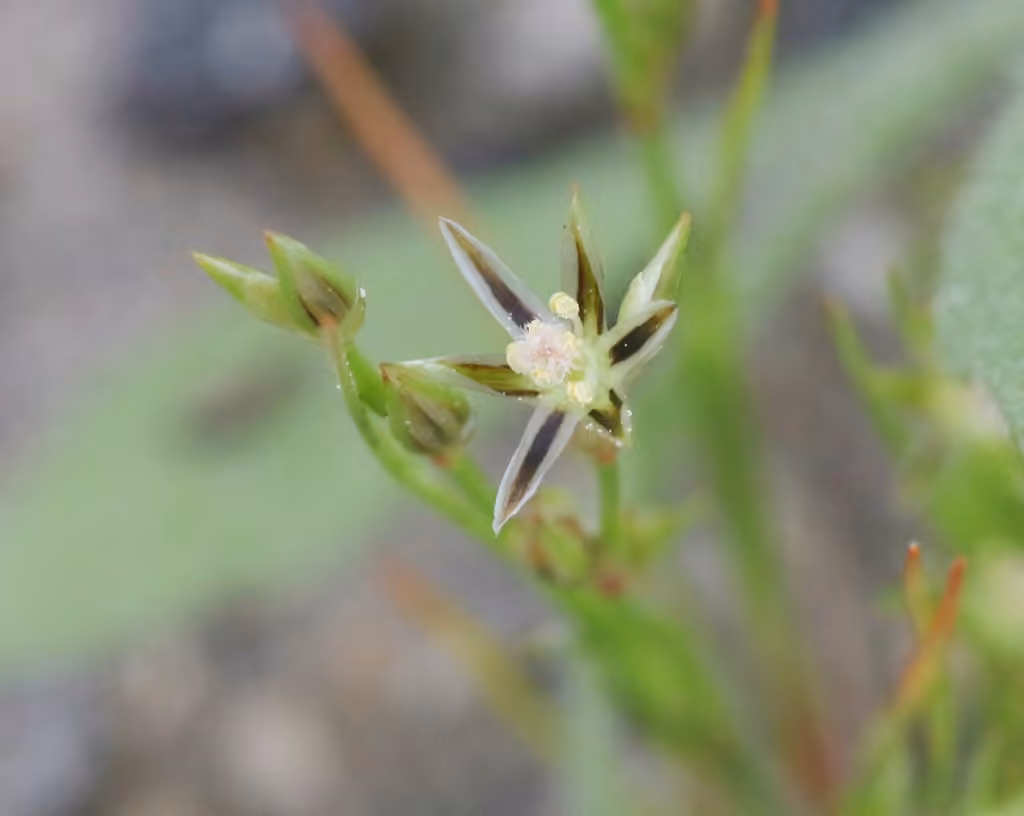 Toad rush, In flower