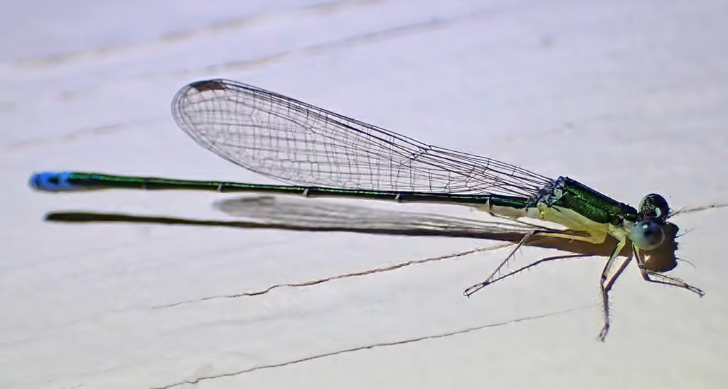 Sedge Sprite, Female