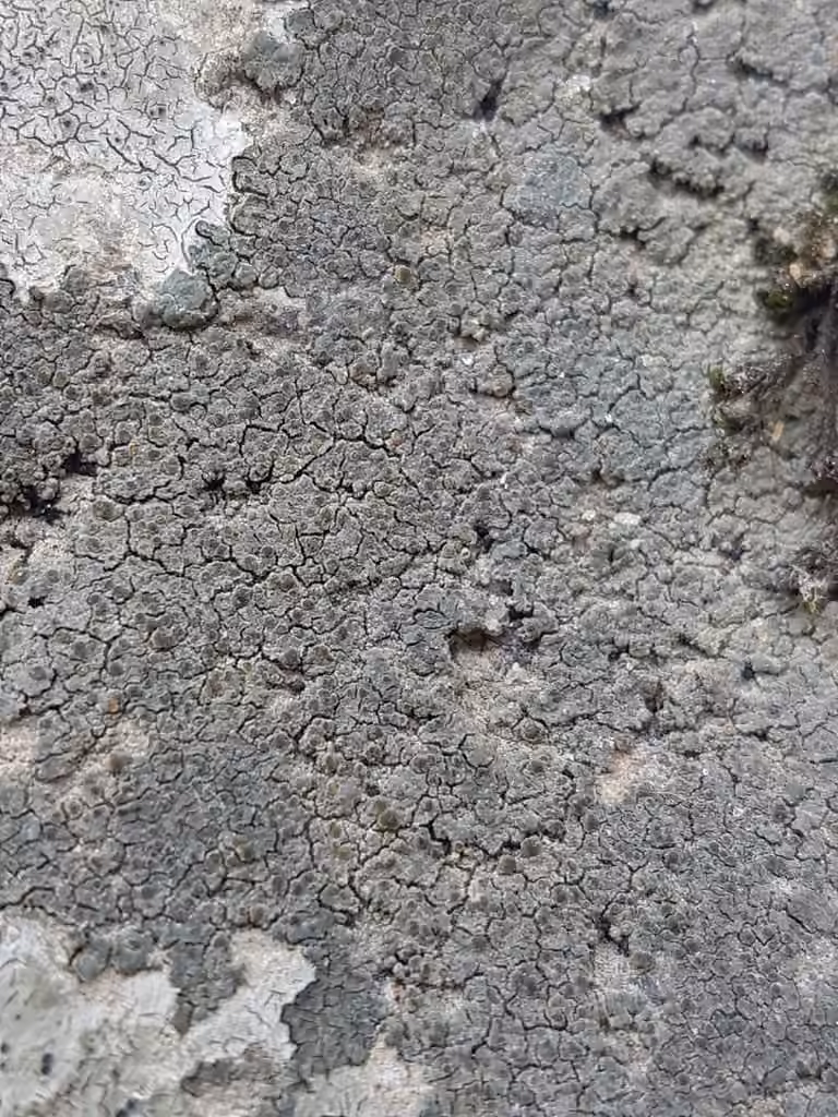 Caloplaque sidérite, photo 3 sur 5
