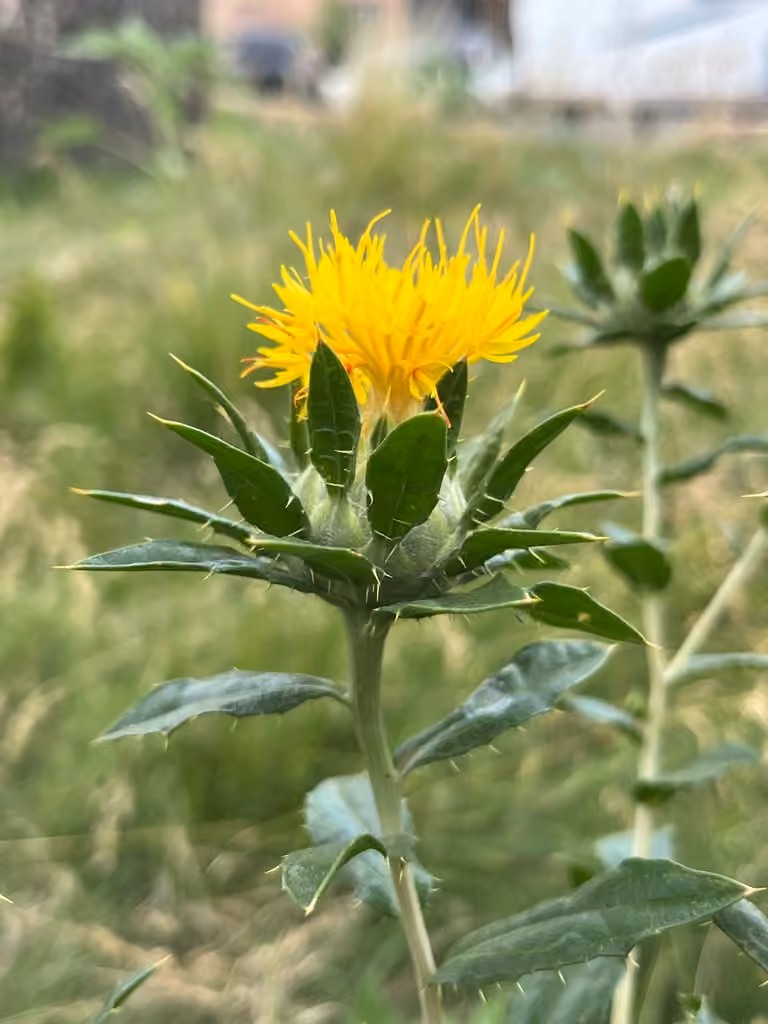 Safflower, In flower