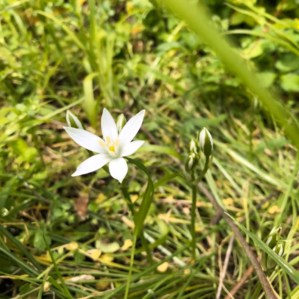 Ornithogale en ombelle, En fleurs