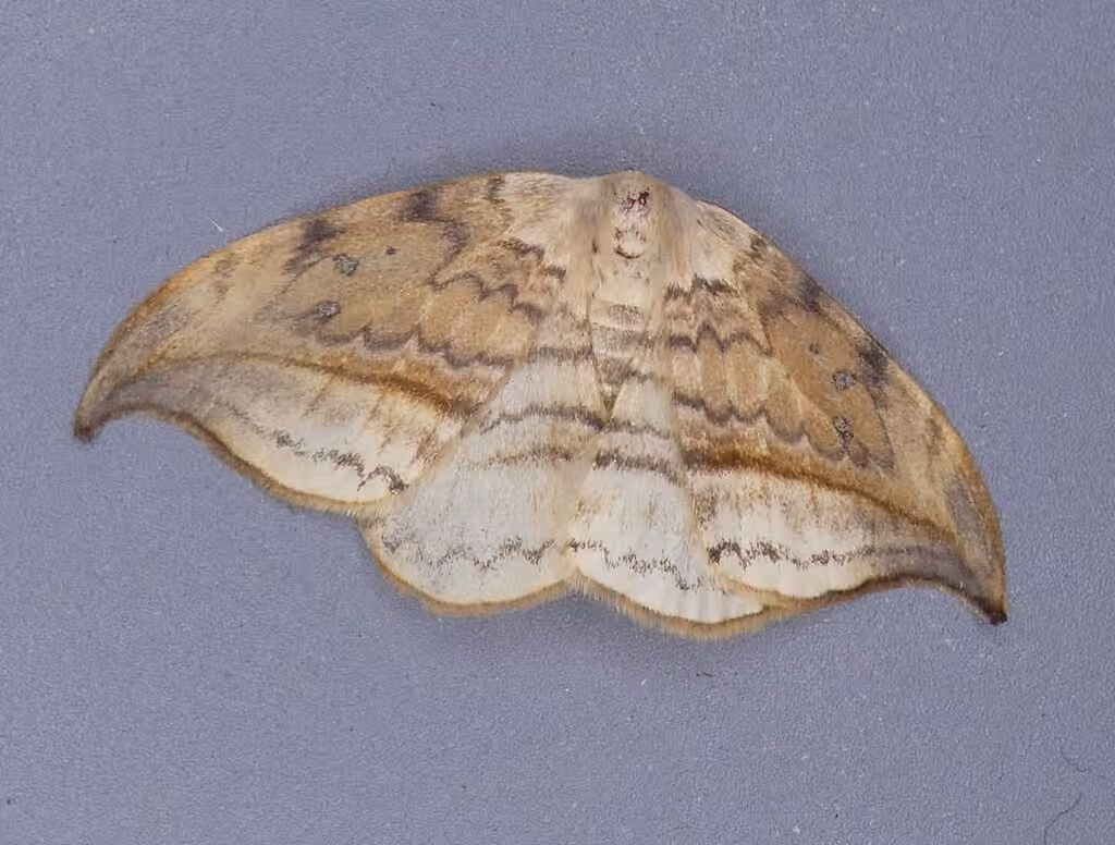 Faucille lignée, Mâle