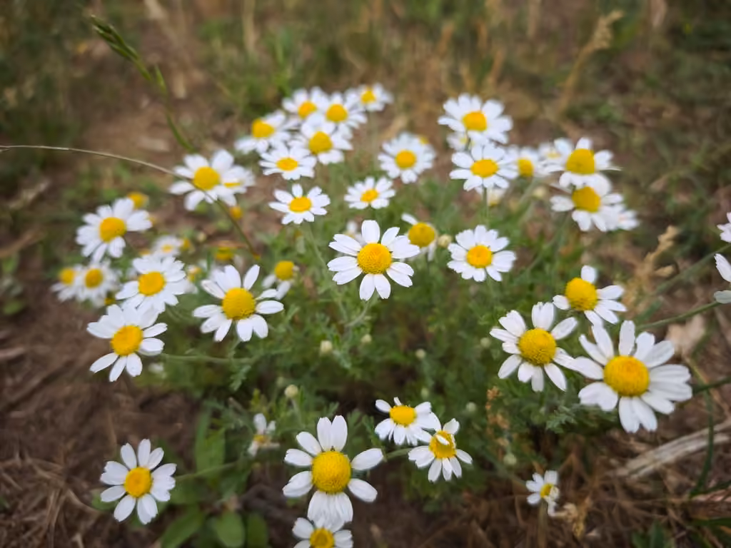 Corn chamomile, photo 1 of 5