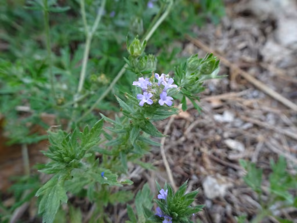 Verveine prostrée, En fleurs