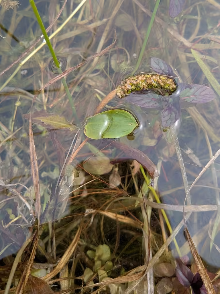 Potamot graminoïde, En fruits