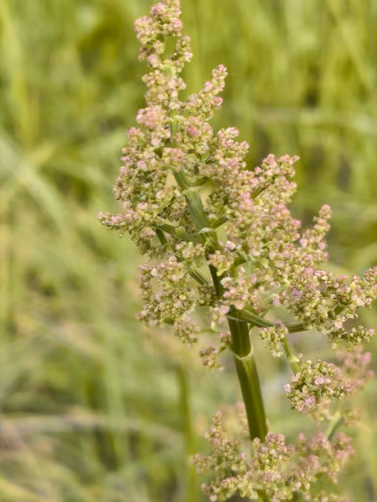 Oseille thyrsiflore, En fleurs