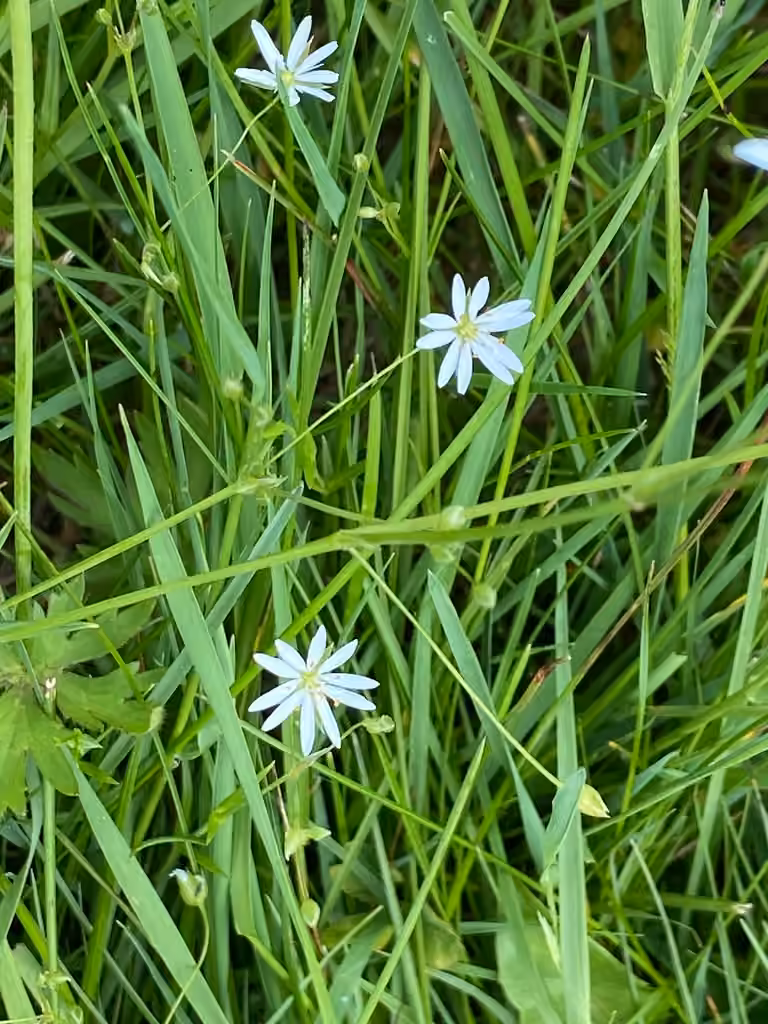 Stellaire à feuilles de graminée, En fruits