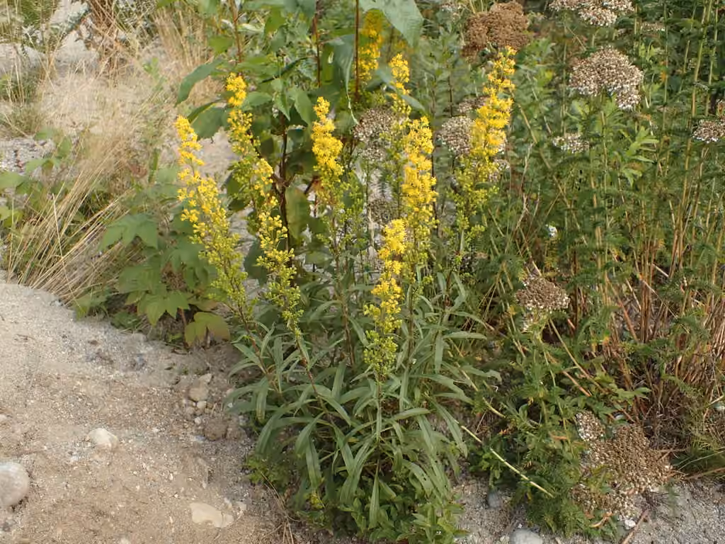 Verge d'or pubérulente, photo 1 sur 5