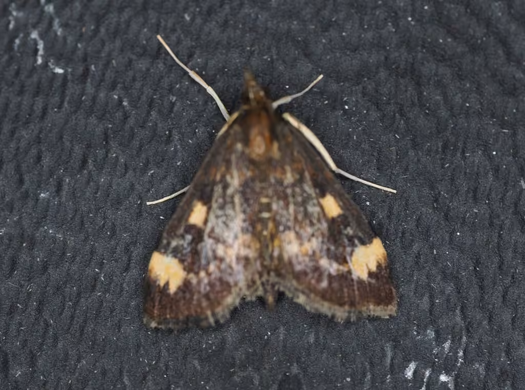 Generous Pyrausta Moth, photo 3 sur 5