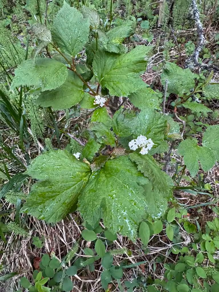 Squashberry, In flower