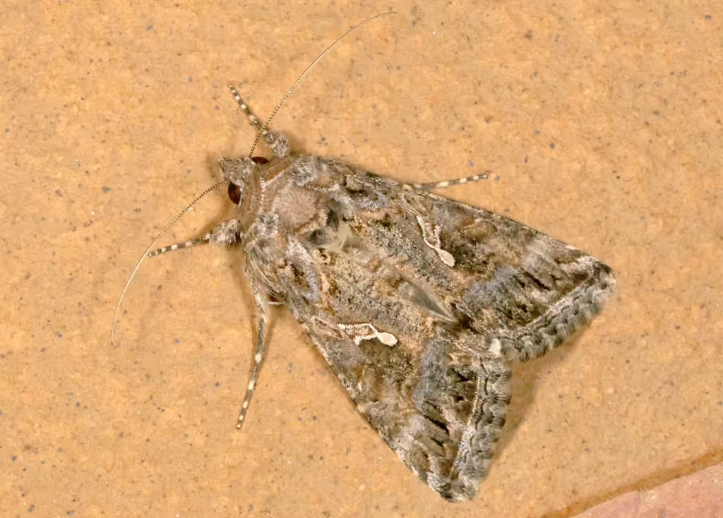 Cabbage Looper Moth, photo 1 of 5