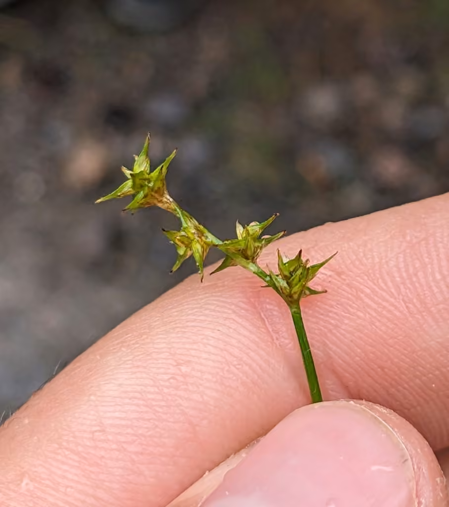 Carex étoilé, En fleurs