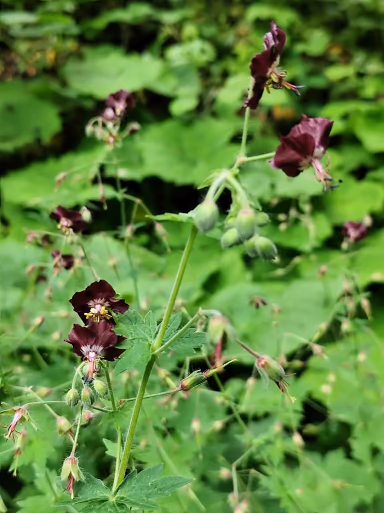 Géranium brun, En boutons