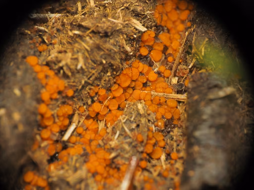 Cheilymenia stercorea, photo 2 of 5
