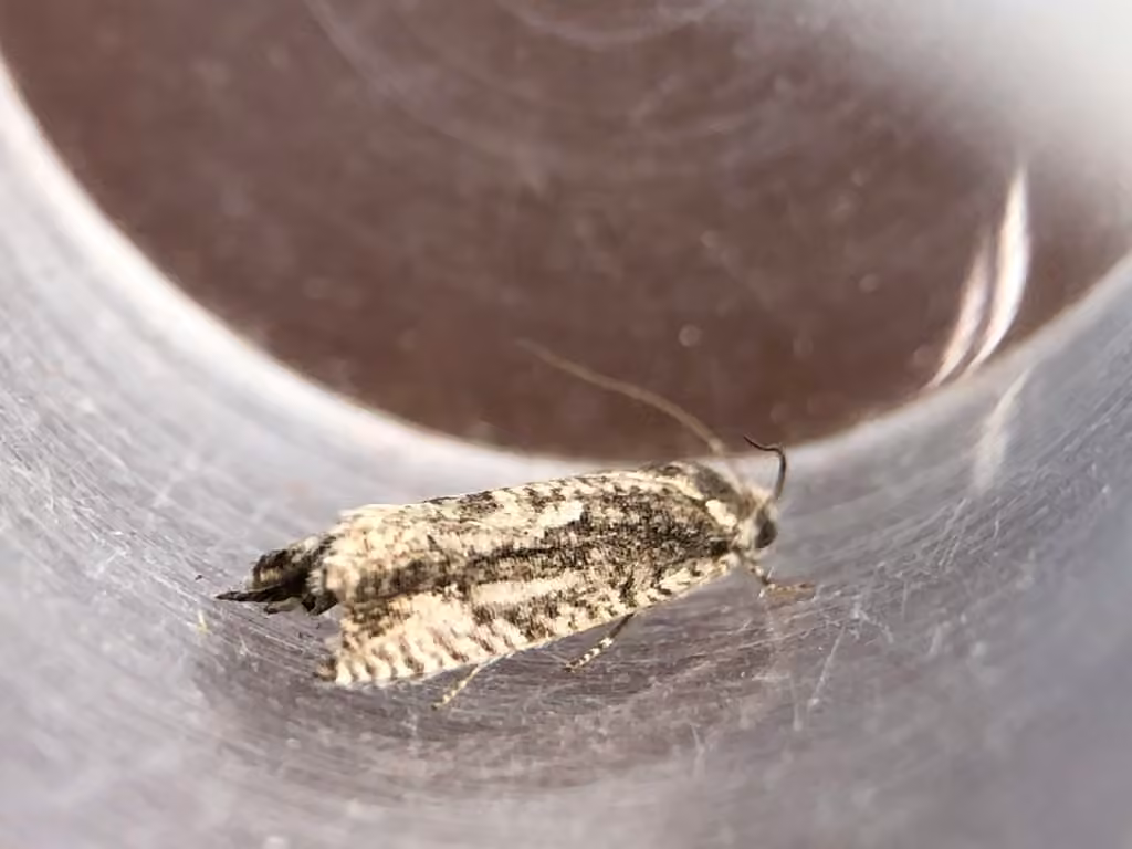 Cydia lacustrina, photo 2 sur 5