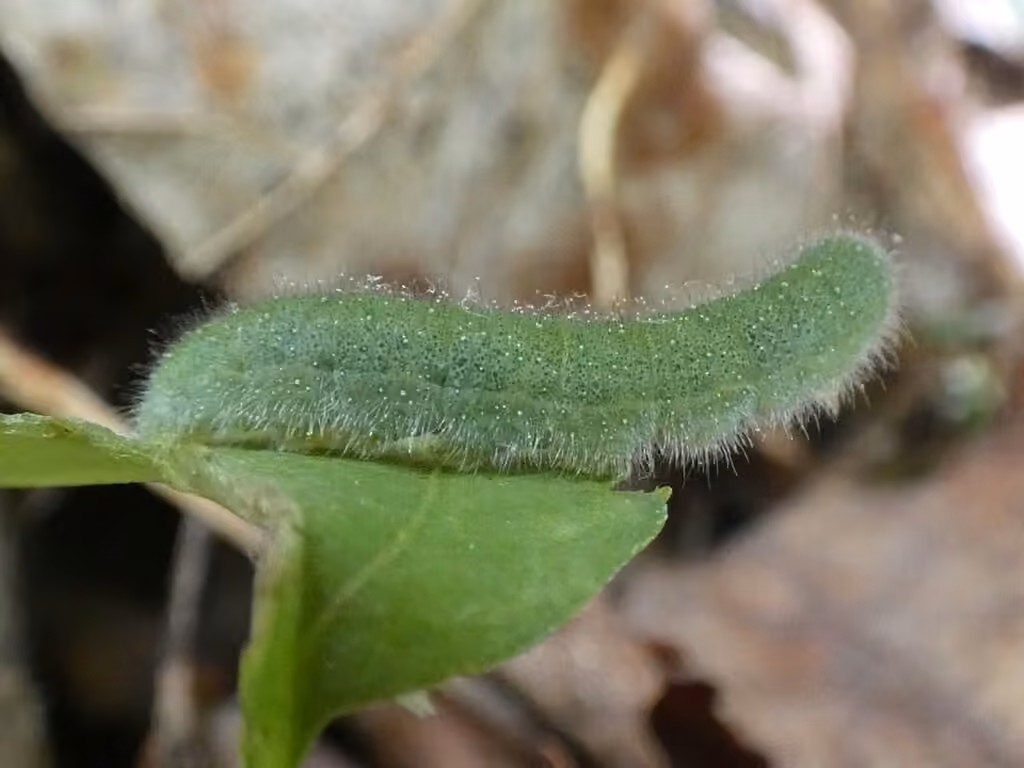 Piéride de Virginie, Chenille