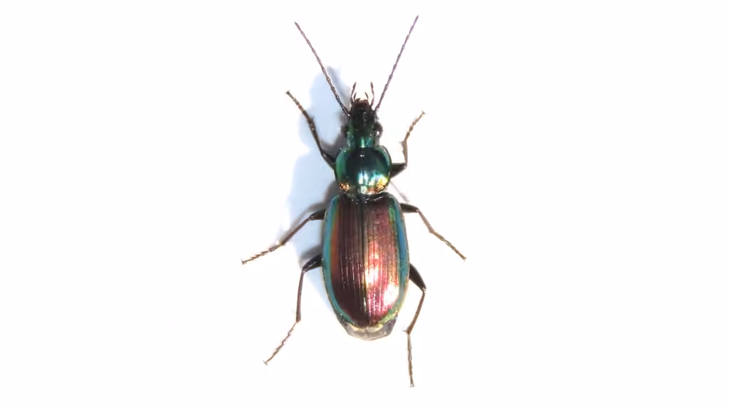 Agonum aux ailes cuivrées, photo 3 sur 5