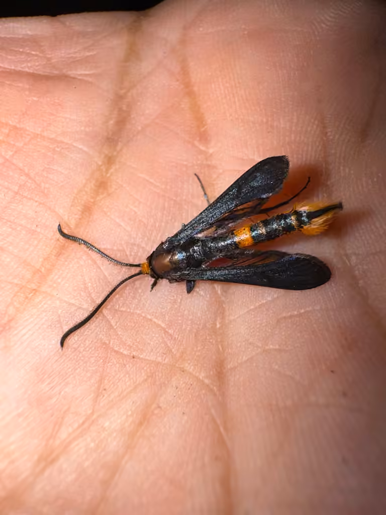Pitch Mass Borer Moth, Adult