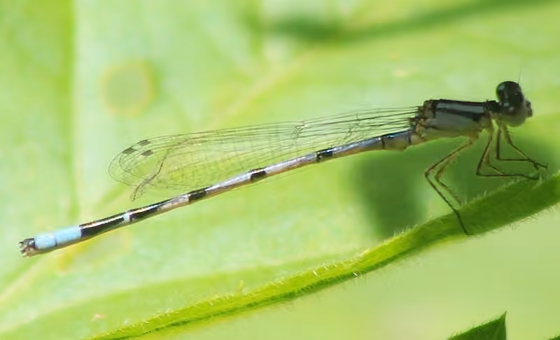 Marsh Bluet, Male