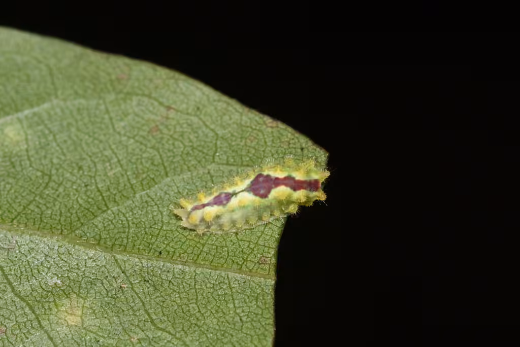 Purple-crested Slug Moth, Chenille