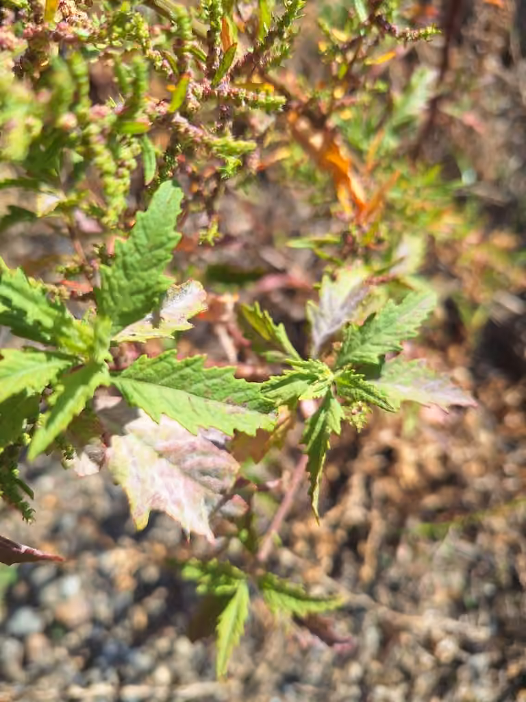 Mexican tea, In flower
