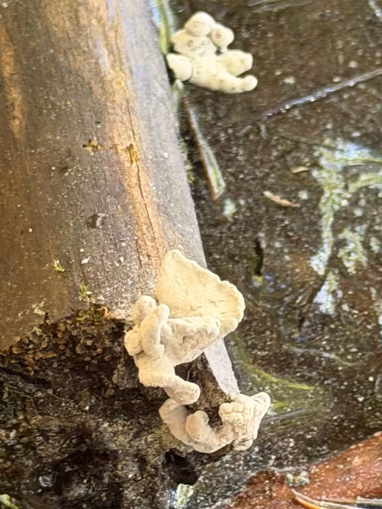 Xylaria ellisii, photo 2 of 5