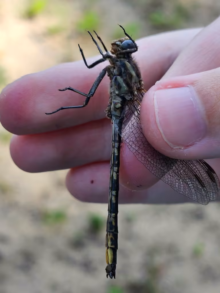 Dusky Clubtail, Male