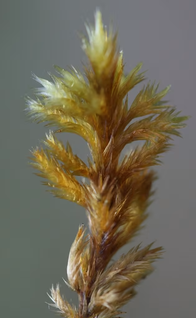 Woolly Feather-moss, photo 2 of 5