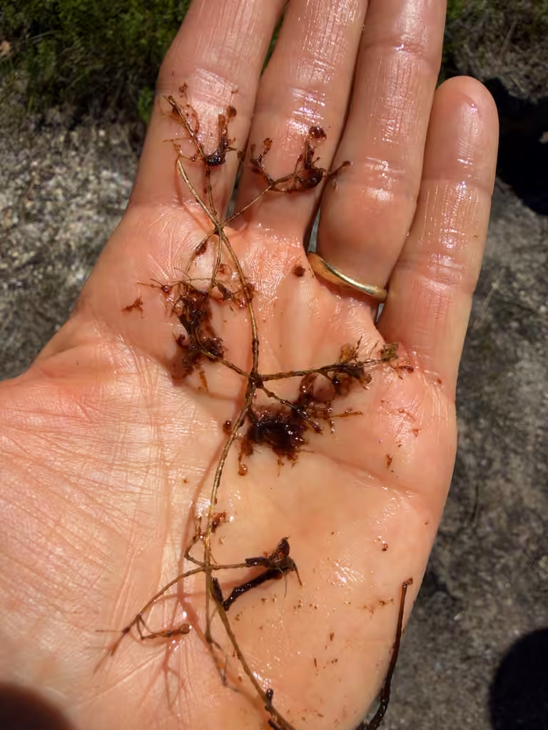 Utriculaire pourpre, Sans fleurs ni fruits