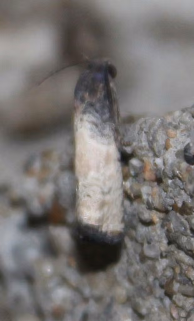 Epiblema desertana, photo 1 of 5