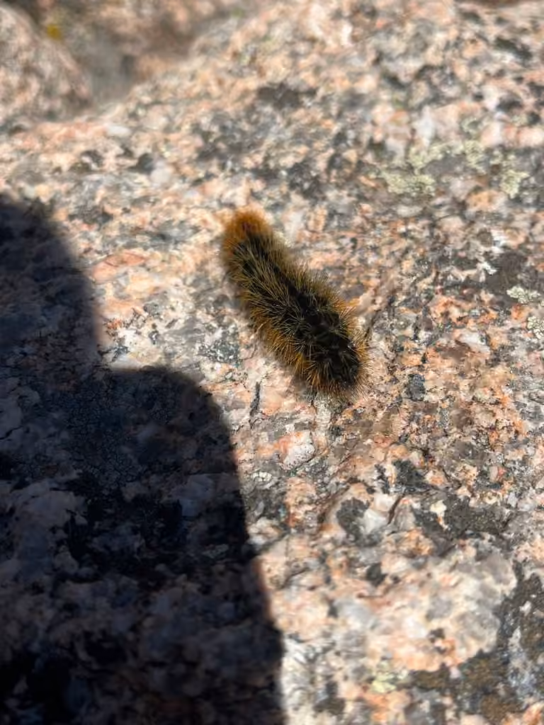 Wood Tiger, Caterpillar