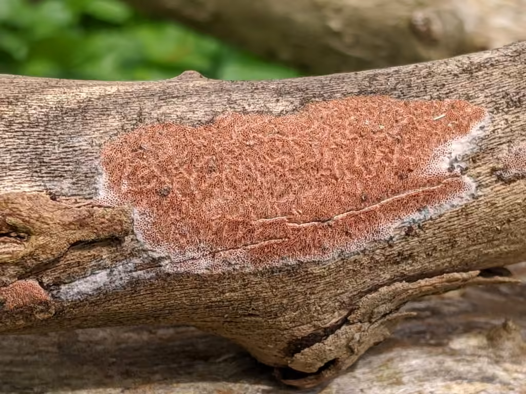 Ceriporia purpurea, photo 1 of 5